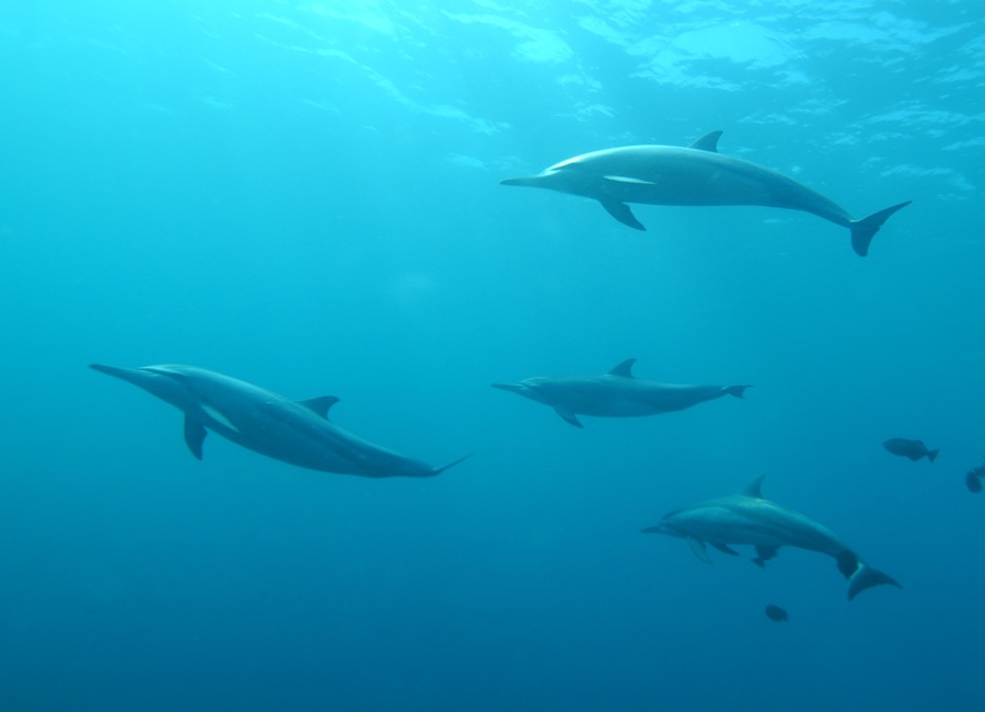 Eine Gruppe Delfine schwimmt durch das Wasser